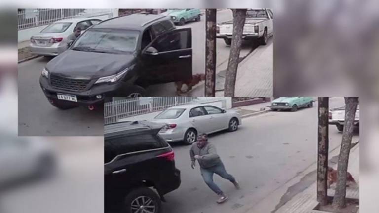 VIDEO: perro aceleró una camioneta y la chocó contra una pared en Argentina
