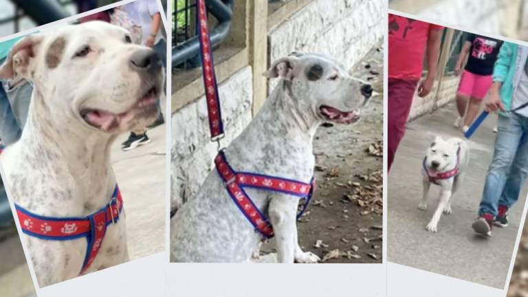 Ciudadanos abandonaron a perra pitbull, pero luego fueron localizados y sancionados en Guayaquil