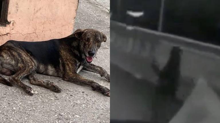 Perrito se lanza de un puente al tratar de alcanzar a su presunto dueño en el sur de Guayaquil