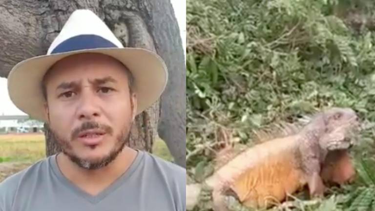 Campesinos piden disculpas por árbol cortado durante protestas en Daule