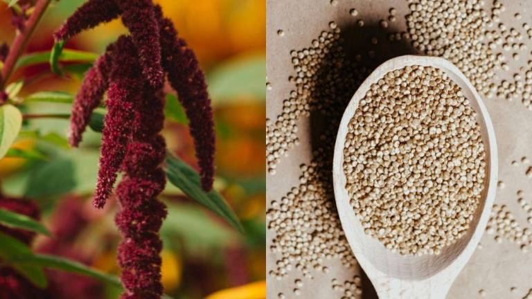 En ambas plantas se destacan los péptidos bioactivos como la lunasina en la quinua y compuestos similares en el amaranto, con actividades antioxidantes y anticancerígenas.