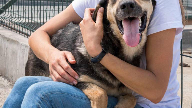 Un perrito rescatado siendo feliz.