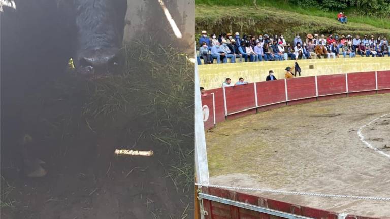Pretendían evadir la ley: Municipio de Quito clausura corridas de toros