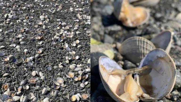 Aparecen cientos de almejas cociéndose a causa del calor en playa de Estados Unidos