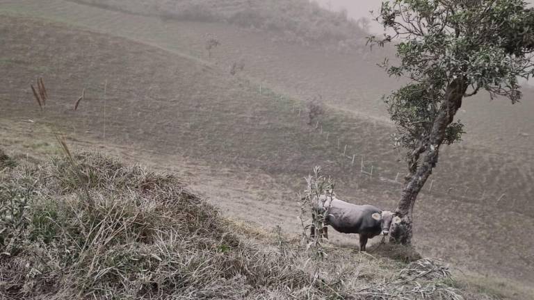 Se coordinan acciones para ayudar a ganaderos y agricultores ante la caída de cenizas