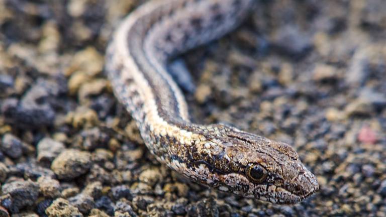 Expertos estudian diversidad de culebras endémicas en Galápagos