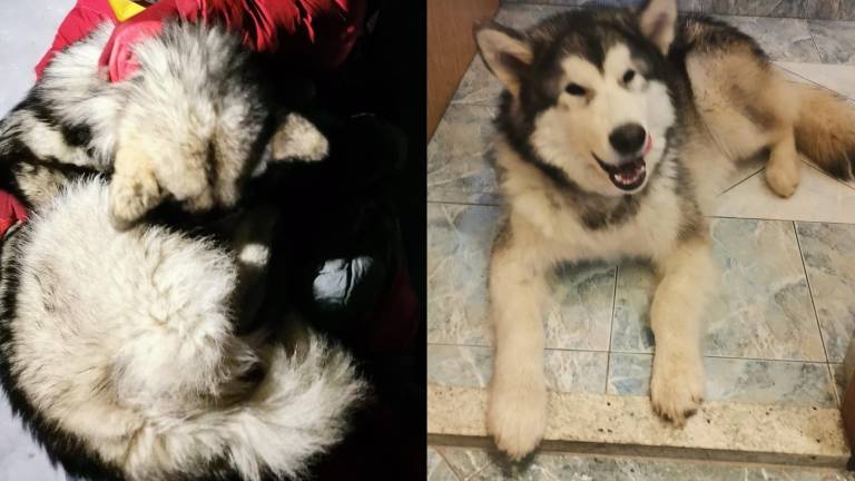 Perrito salva a un excursionista que cayó de un barranco estando 13 horas sobre él en Croacia