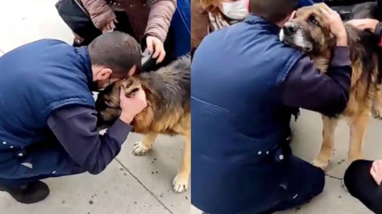 La historia de Dico: el perrito que regresó a casa casi siete años después, su dueño murió buscándolo