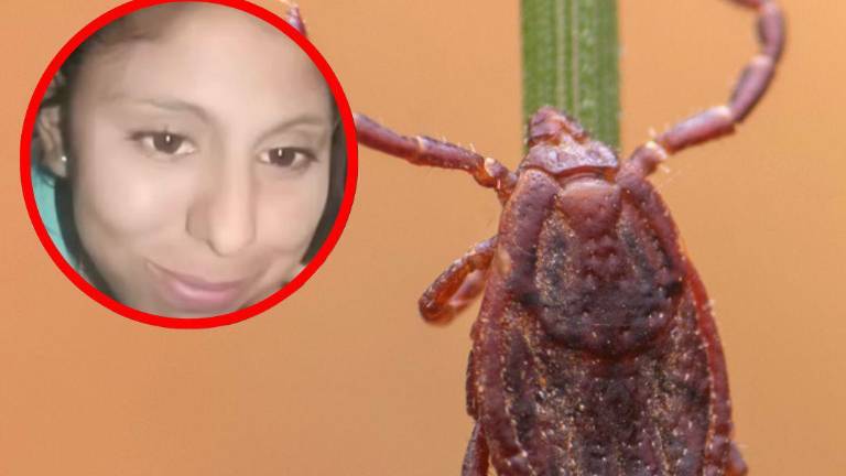 Estremecedor caso: mujer quedó en estado vegetativo tras ser picada por una garrapata en México