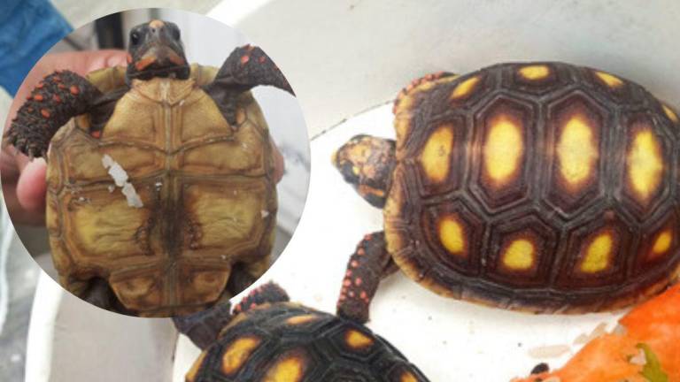 Dos ciudadanos fueron sentenciados a cuatro años de prisión por comercializar tortugas de patas rojas en Quito