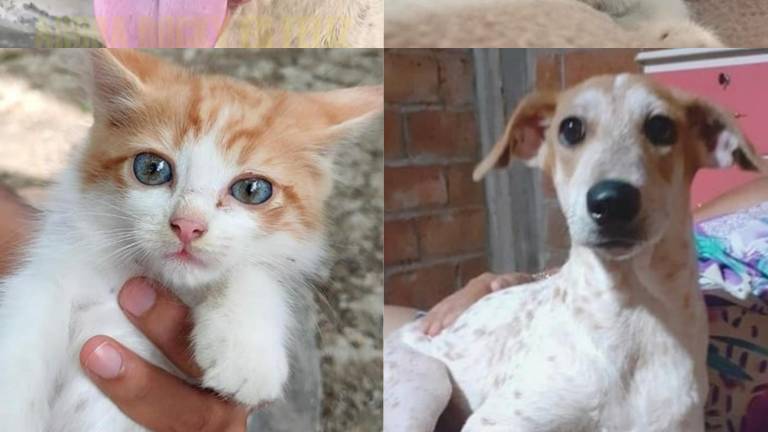 Atropellados, encadenados, olvidados... Los héroes que rescatan perros y gatos en Portoviejo