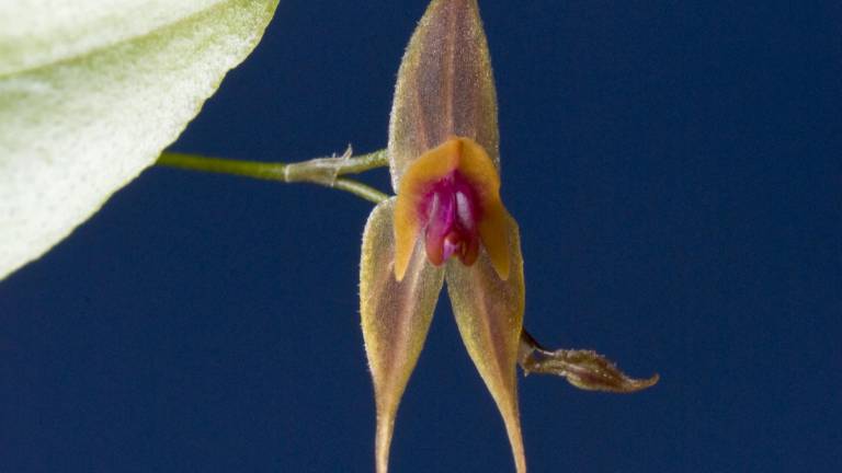 Se descubren tres nuevas especies de orquídeas en Ecuador