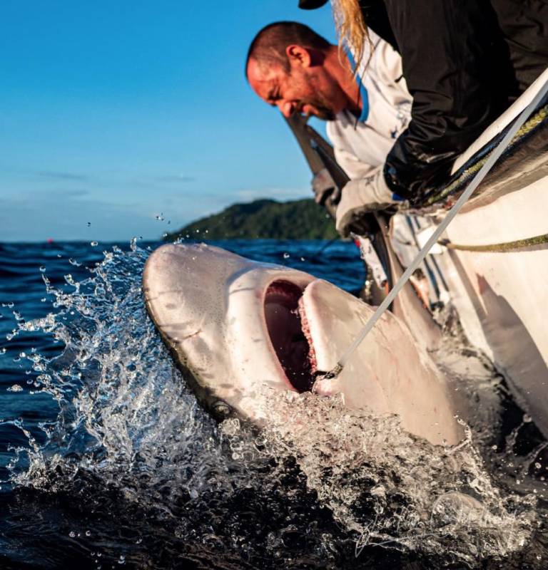 $!Alex Hearn etiquetando a un tiburón.