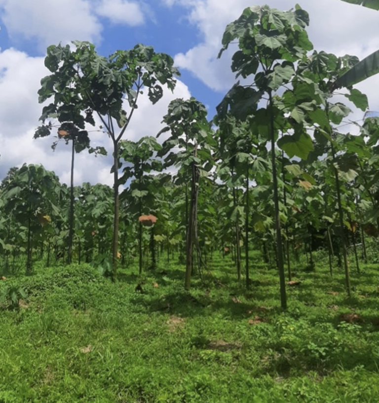 $!Plantación de balsa en la parroquia La Unión, Quinindé Esmeraldas.