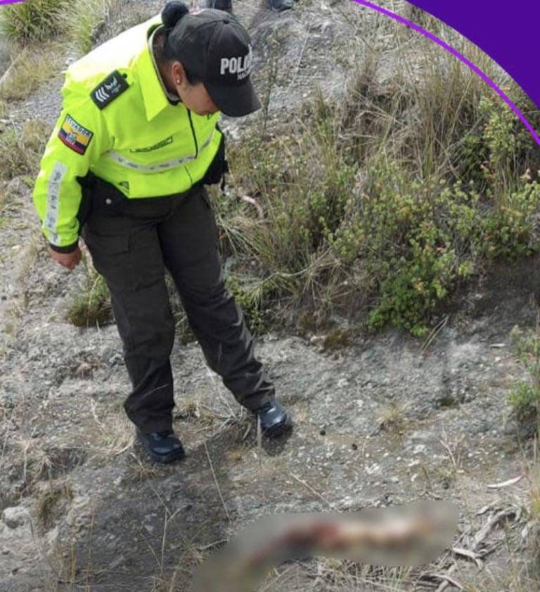 $!Un perro tenía en el hocico el brazo de una mujer que había sido reportada desaparecida en Latacunga