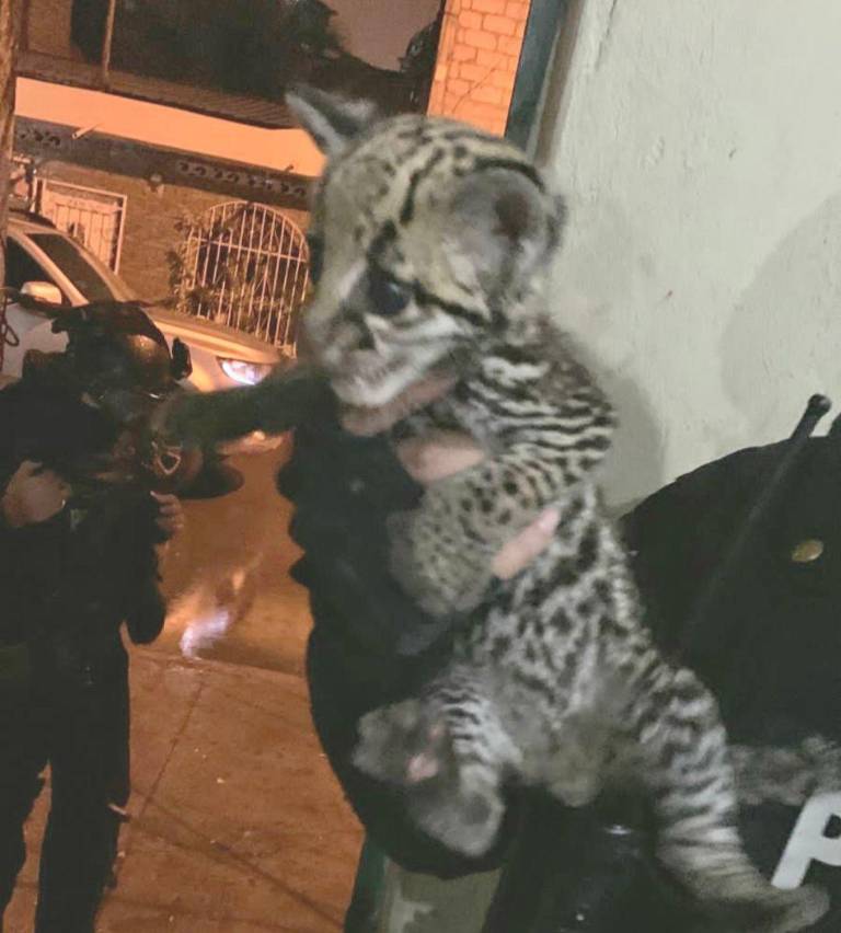 $!Capturan a 29 presuntos miembros de Los Lobos y a otros 6 de Los Tiguerones; un tigrillo era mascota de un detenido