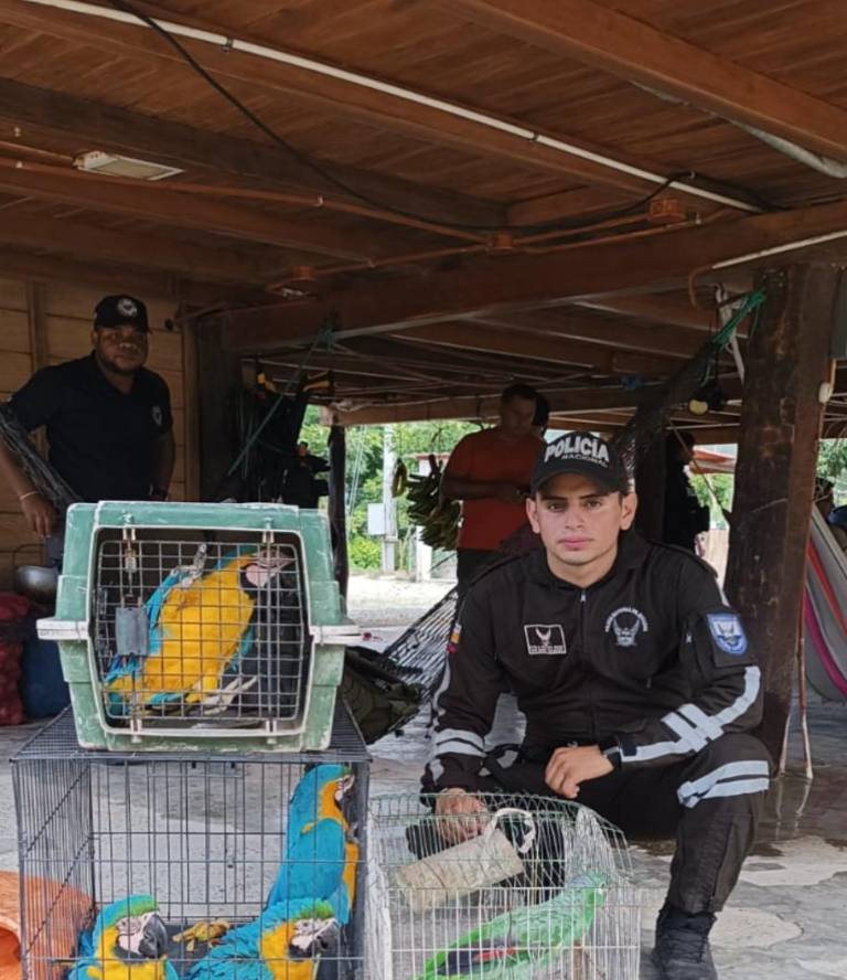 $!Incautaciones de animales silvestres en Ecuador.