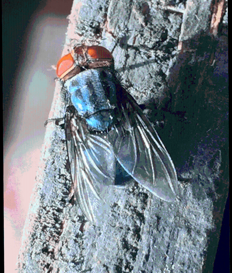 $!Primer plano de una mosca adulta del gusano barrenador del Nuevo Mundo.