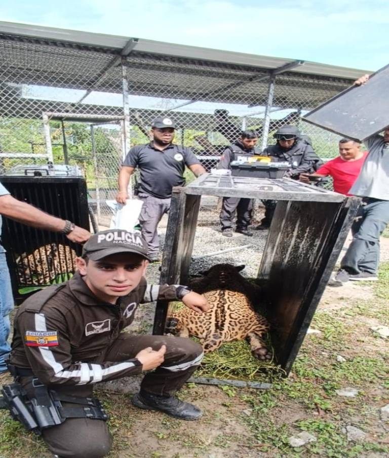 $!Los jaguares y los cazadores que buscan la carne de monte compiten por las mismas presas en su territorio.