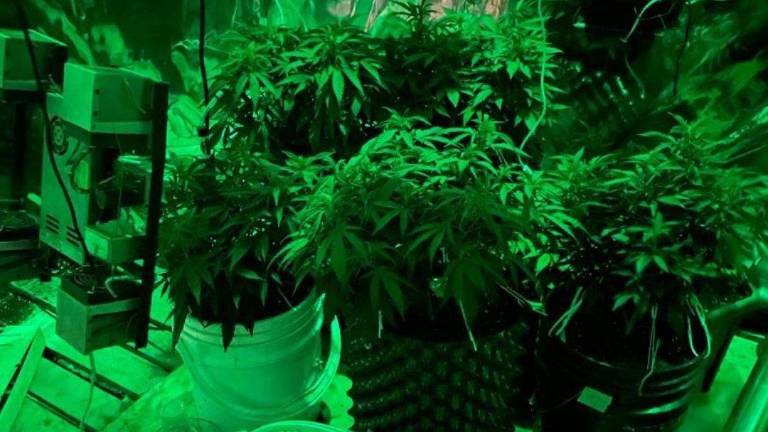 Desmantela un laboratorio de marihuana en una casa del norte de Quito