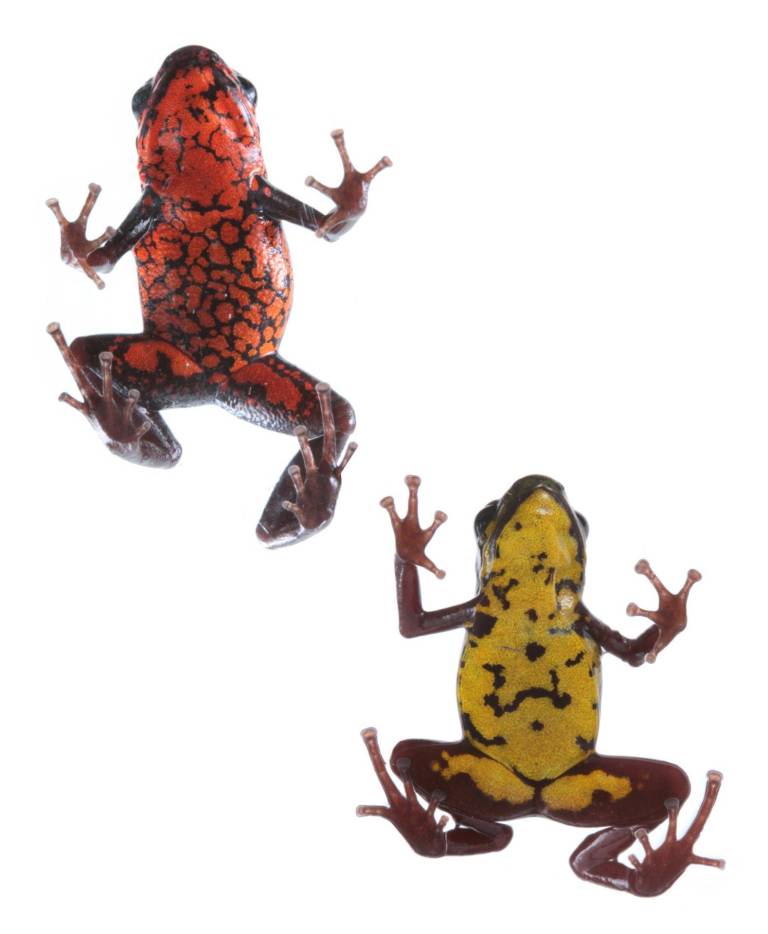 $!Fotografía cedida por Inabio que muestra ranas pequeñas y venenosas de la especie Excidobates perplexus.