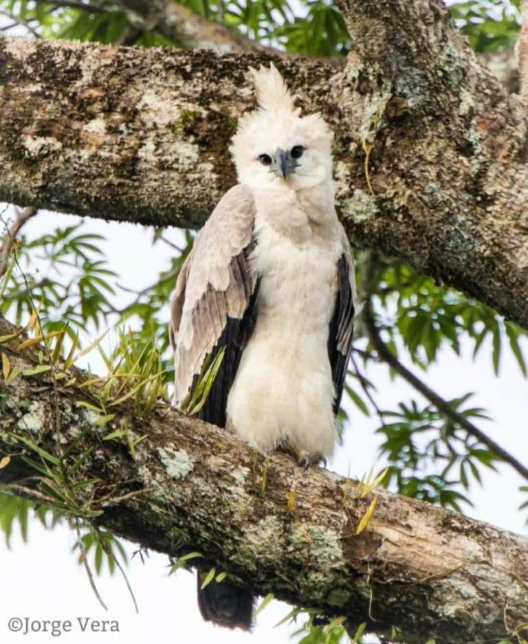 $!Ecuador y España se unen para proteger al águila harpía