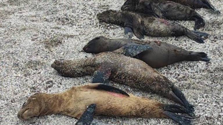 Galápagos: ataque a lobos marinos en la Isla San Cristóbal
