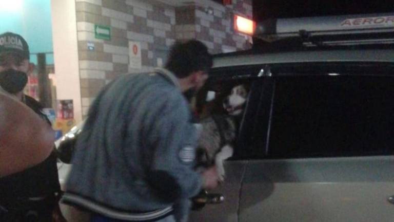 Juez determina que hubo maltrato hacia 11 mascotas rescatadas en Guayaquil