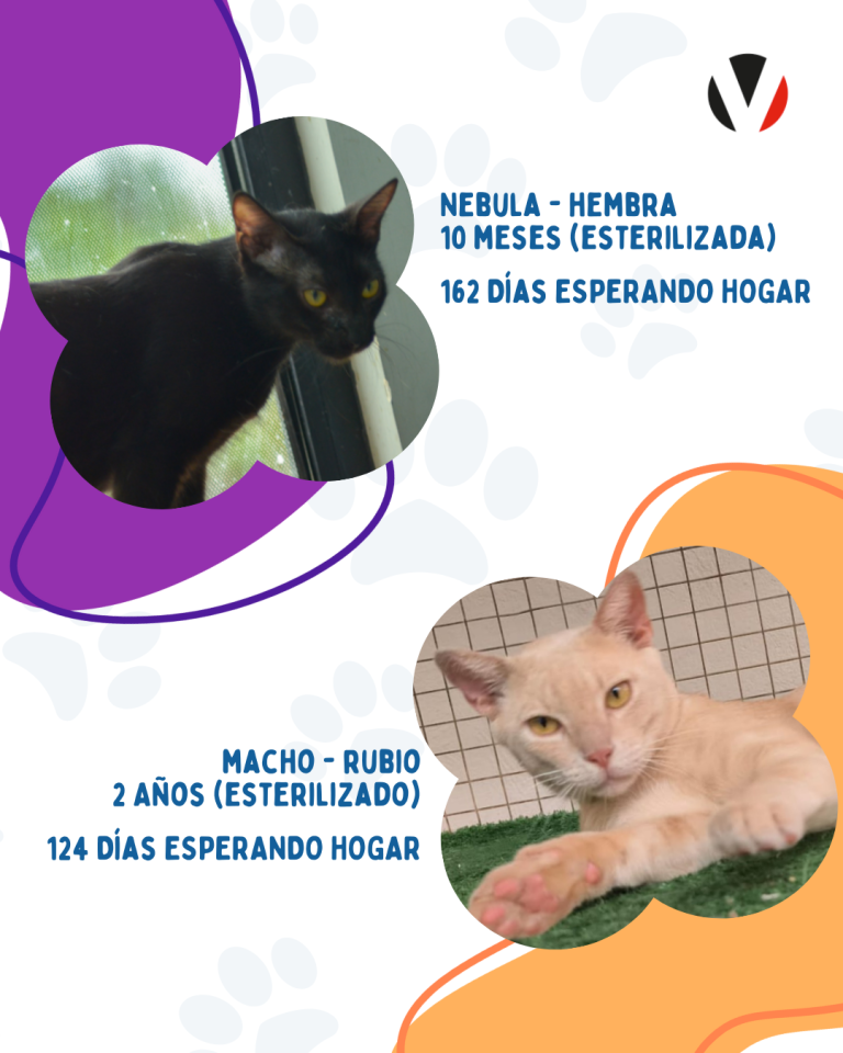 $!¿Quieres adoptar? Estos son los gatos de Guayaquil que adorarían formar parte de tu familia
