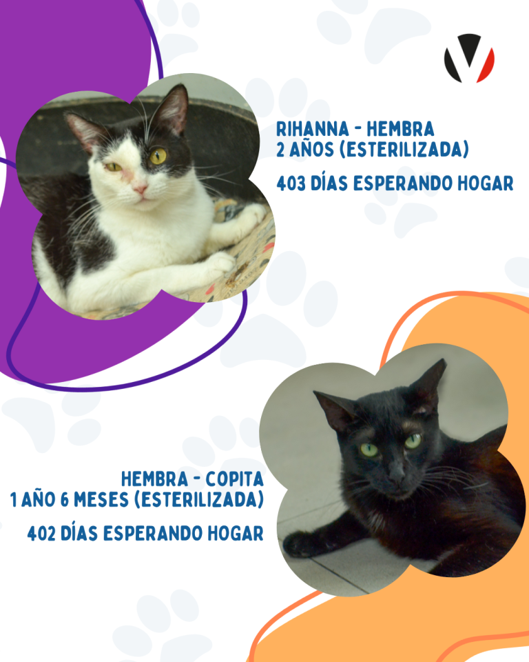 $!¿Quieres adoptar? Estos son los gatos de Guayaquil que adorarían formar parte de tu familia