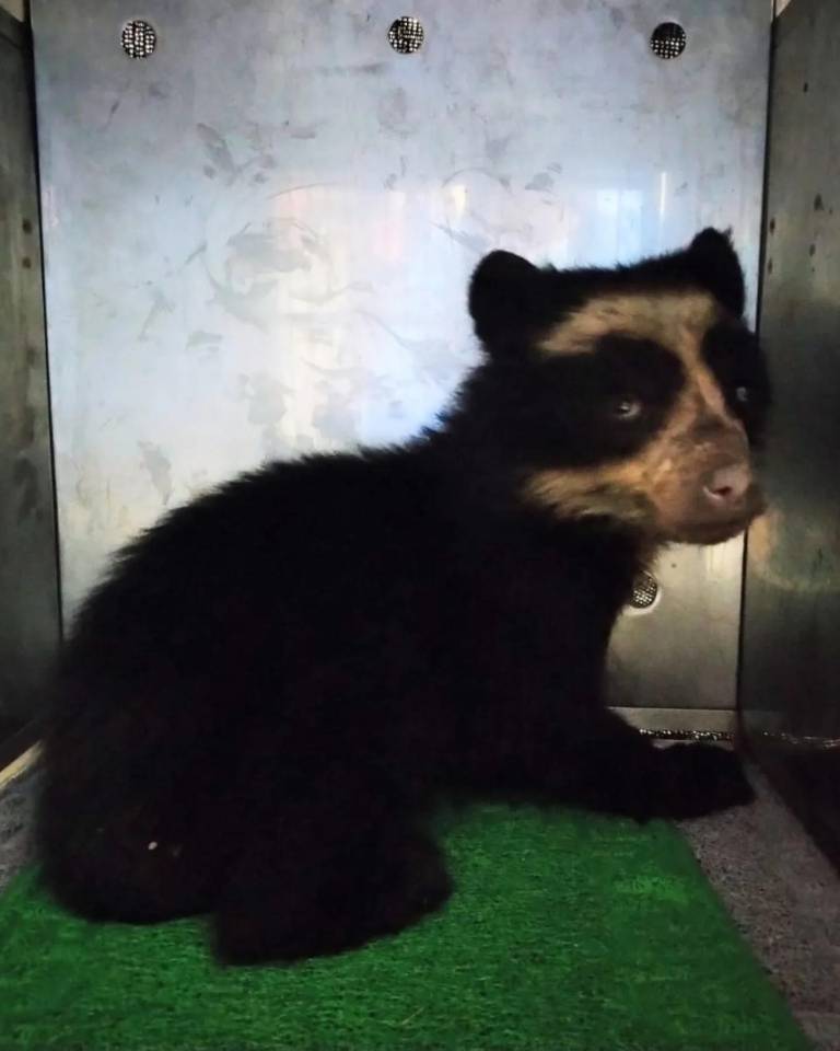 $!Técnicos especializados trasladaron al ejemplar a un centro de conservación autorizado.
