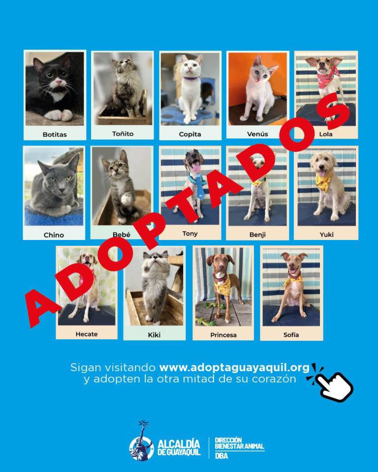 $!Varios de los animales que han sido adoptados recientemente por medio de la plataforma www.adoptaguayaquil.org.