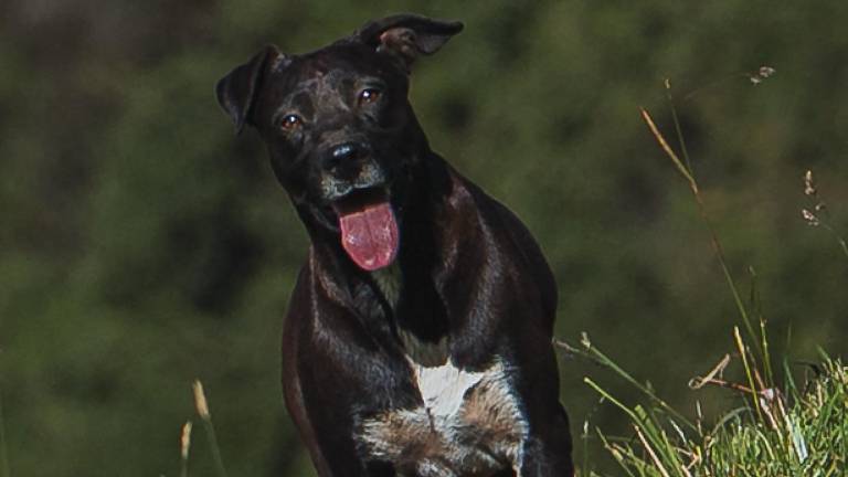 La travesía de Rocky: el perro que corrió más de 80 kilómetros en Quito Trail y logró volver a casa
