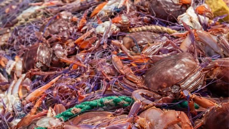 El Gobierno abre convocatoria para ayudar a pescadores afectados por la jaiba mora