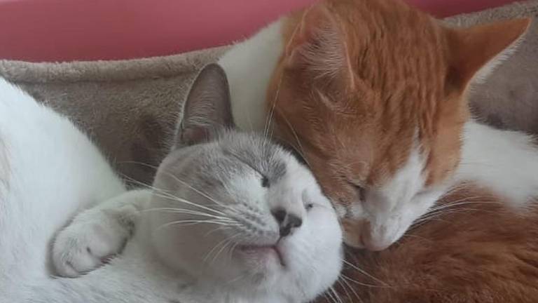 AlmaFest: un festival para apoyar el rescate de perros y gatos en situación de maltrato en Guayaquil