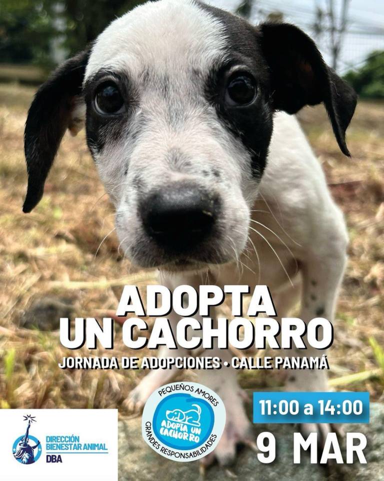 $!Cachorritos podrán ser adoptados en la Calle Panamá, este sábado 9 de marzo, en Guayaquil