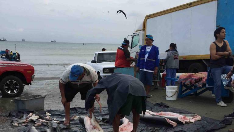 Pescadores faenan varios tiburones que fueron capturados incidentalmente en las costas de Ecuador.