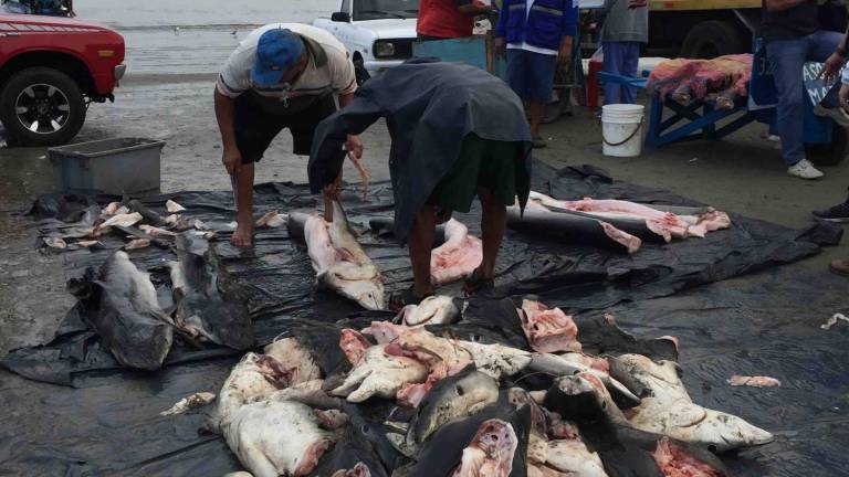 250.000 tiburones capturados incidentalmente en Ecuador por año: vacíos legales y pesca ilegal