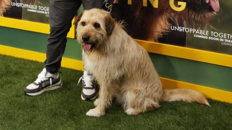 La historia de Ukai, el perro actor detrás de la película 'Arthur the King'