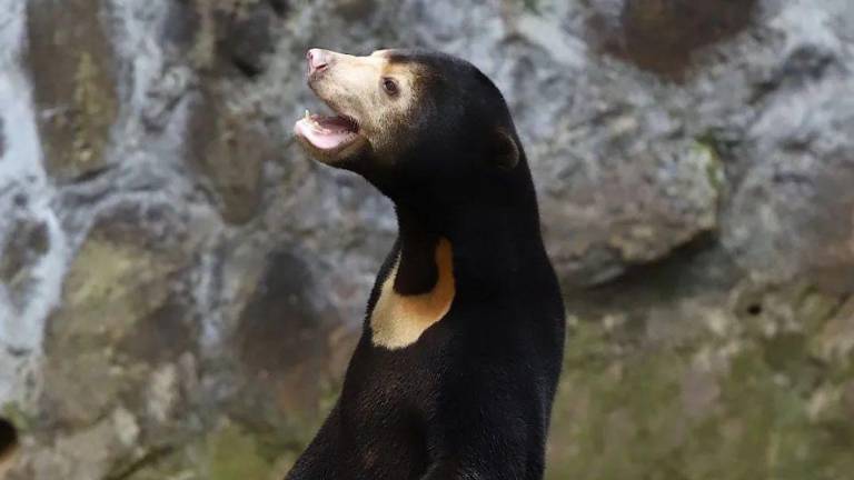 Zoo chino niega que uno de sus osos sea un humano disfrazado.