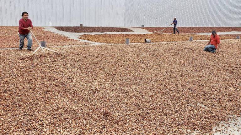 Cacaoteros advierten complicaciones para el sector por falta de regulación