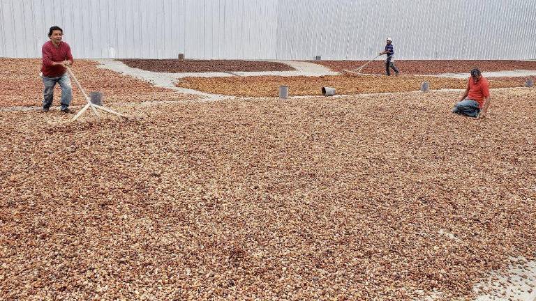 Cacaoteros advierten complicaciones para el sector por falta de regulación