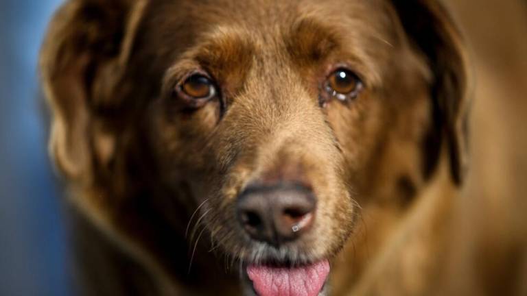 Bobi, el perro más longevo del mundo, fallece a los 31 años
