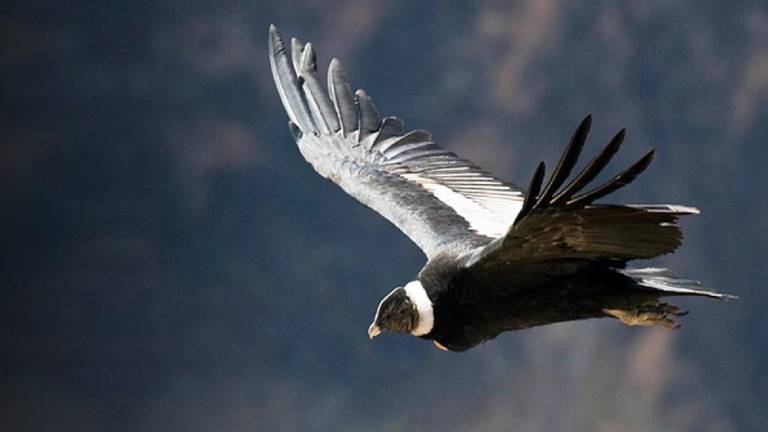Ecuador tiene más de 1.700 especies de aves, algunas de ellas en peligro de extinción