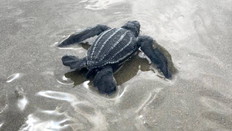 Manabí: Expertos supervisan eclosión de 9 tortugas en peligro