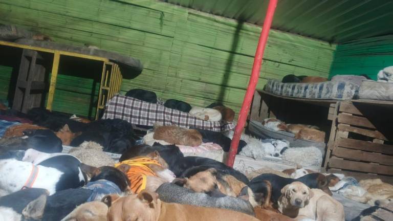 Quito: refugio Lucky Bienestar Animal avanza arreglos tras fuertes lluvias, pero aún necesitan ayuda