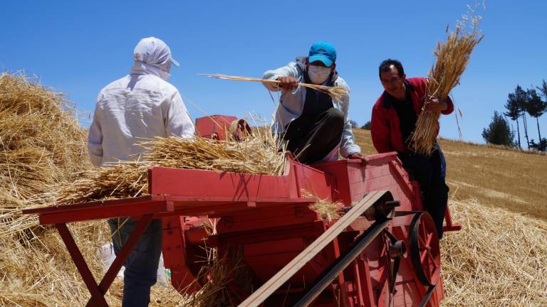 Iniciativas buscan fomentar la producción de trigo nacional