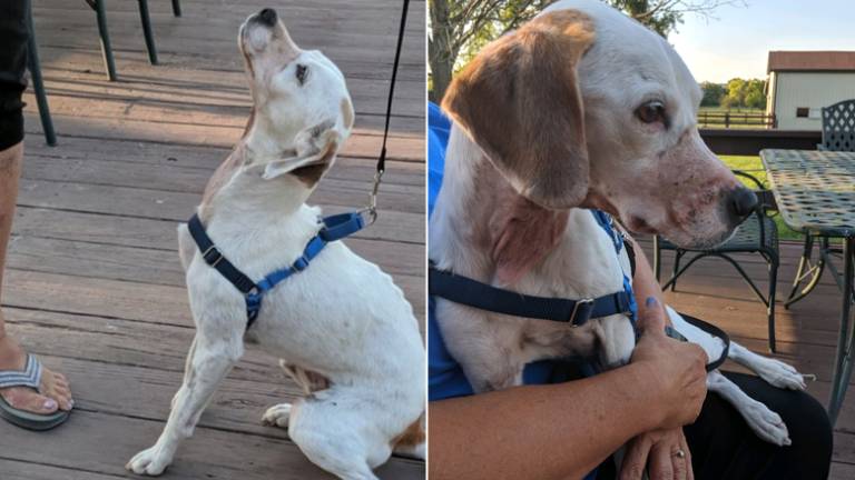 Sobrevive perrita hallada con el hocico tapado con cinta