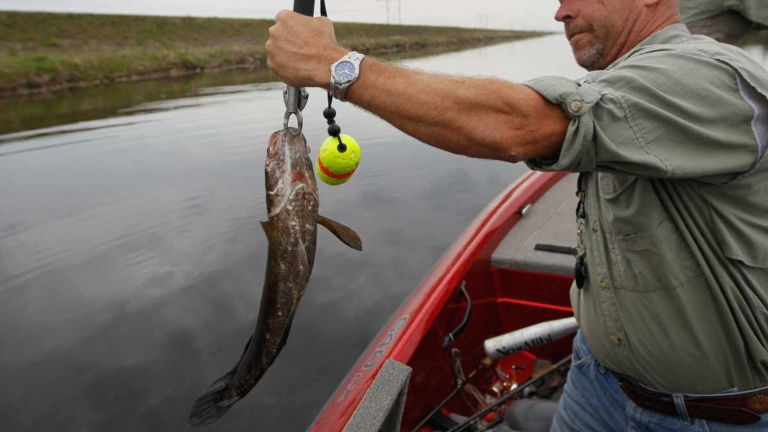Pez cabeza de serpiente genera alarma en EE. UU: respira fuera del agua y camina en tierra