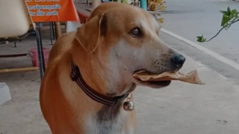 Perro sin hogar intenta pagar su alimento con hojas de árboles